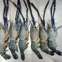 FRESH WATER SHRIMP