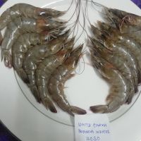 CHAKA SHRIMP